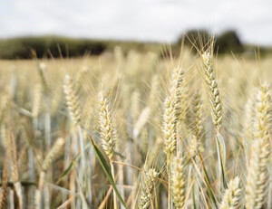 毕尔巴鄂竞技主场大胜皇家社会，豪取三分